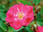 Robin Hood - Moschusrose Strauchrose