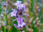 Blauer Lavendel - Munstead