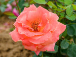 Pusztastern - Kletterrose Climber