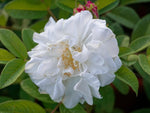 Louise Bugnet Rugosa - Kartoffelrose Strauchrose