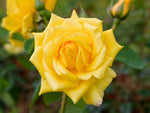 Golden Gate - Kletterrose Climber
