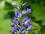 Indigolupine