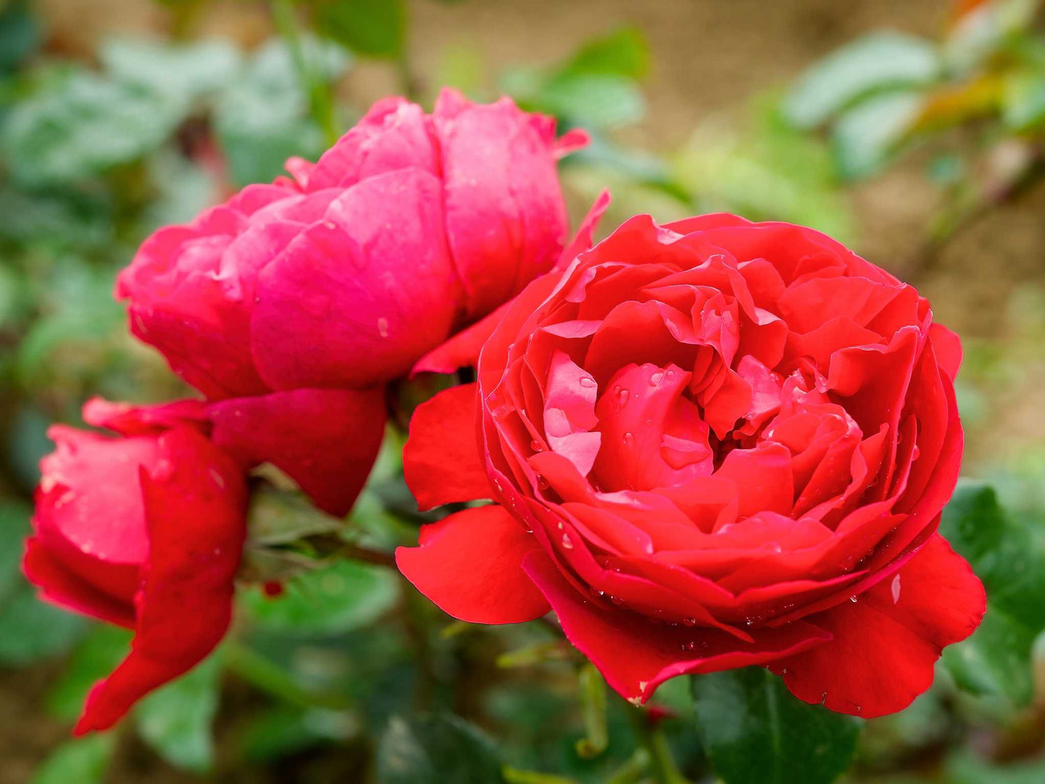 Gräfin Diana - Edelrose