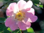 Piro 3 -Wildrose Strauchrose