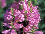 Gelenkblume