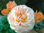 Charles Austin - Strauchrose