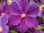 Star of India - Clematis jackmanii - Waldrebe