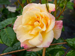 Moonlight - Kletterrose Climber
