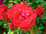 Limesglut - Bodendeckerrose