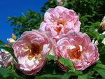 Frühlingsduft - Bibernellrose Wildrose Strauchr