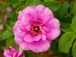 Orienta Aladdin - Kletterrose Climber