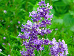Lavendel - Melissa Lilac