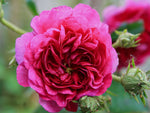 Himmelsauge - Kletterrose Rambler