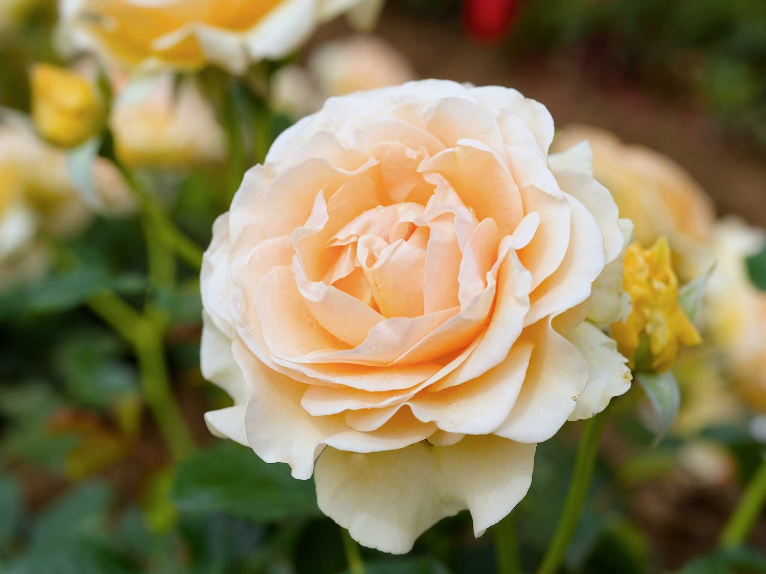 Spotlight - Beetrose