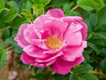 St. Bonifatius 721 Rugosarose Strauchrose