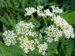Süßdolde