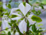 Alba Luxurians - Clematis viticella - Waldrebe