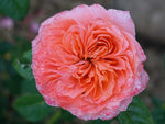 Marcs Jubilee - Strauchrose