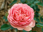 Park Abbey Rose - Strauchrose