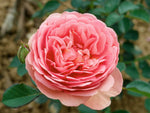 Park Abbey Rose -  Strauchrose