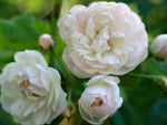 Debutante - Kletterrose Rambler