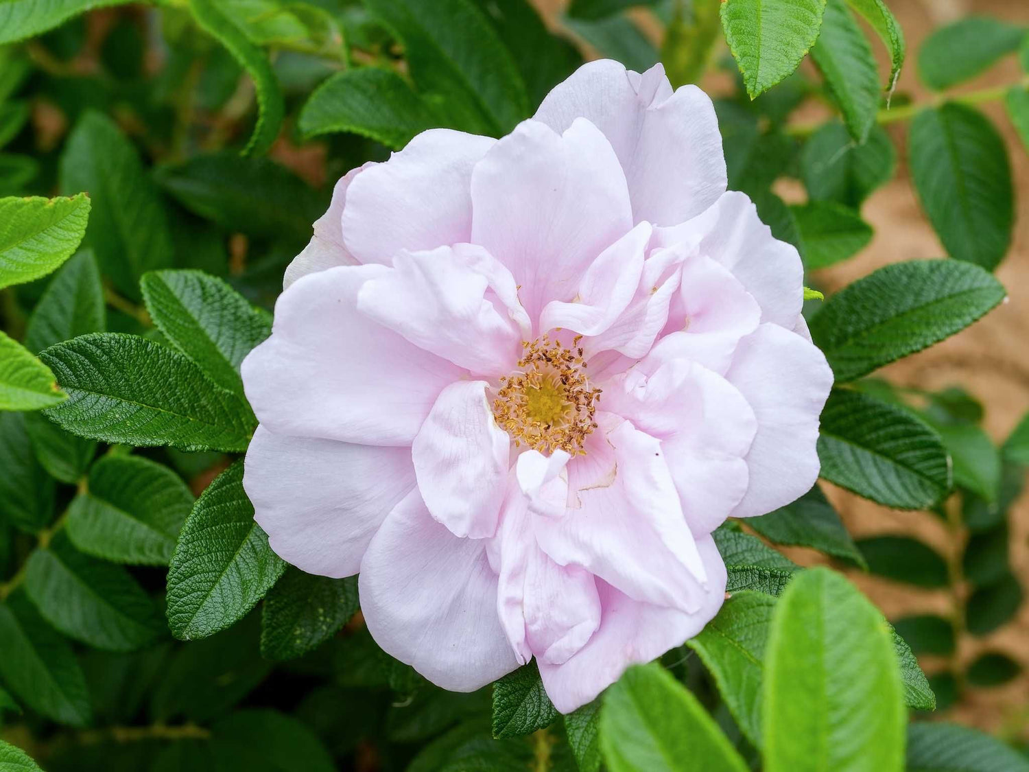 Wild Pearl Rugosa - Kartoffelrose Strauchrose