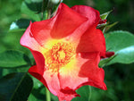 Pretty Sunrise - Strauchrose