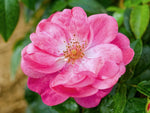 Finns Rose - Moschatarose Strauchrose