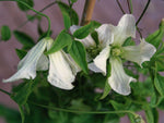 Hagelby White - Clematis viticella - Waldrebe