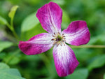 Minuet - Clematis viticella - Ital. Waldrebe