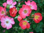 Climbing Lupo - Kletterrose Minirambler