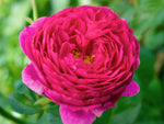 Pure Aroma - Beetrose