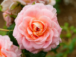 Concerto - Strauchrose