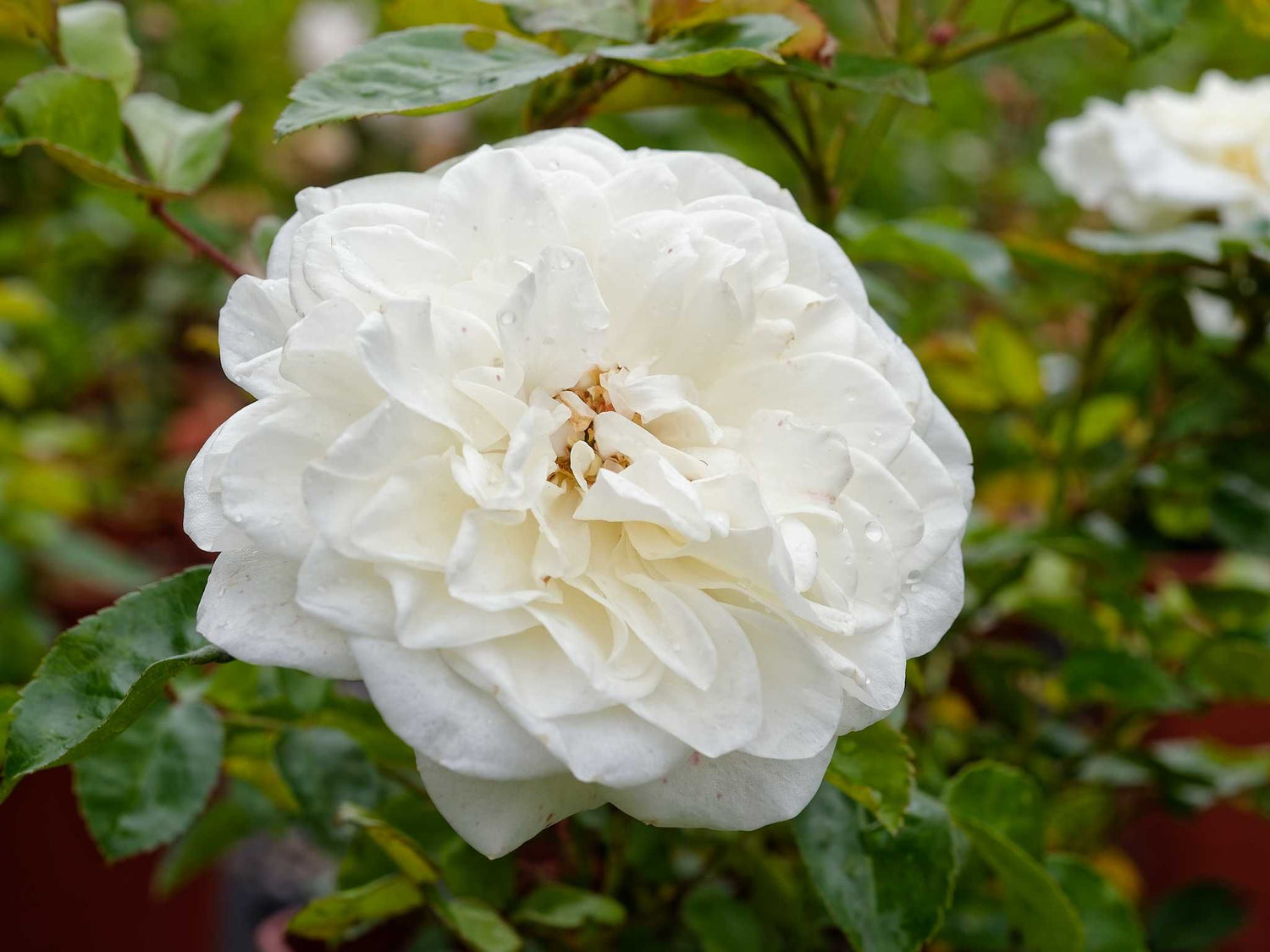 Marina Picasso - Beetrose