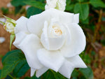 Annapurna - Edelrose