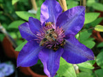 Multiblue - Clematis patens - Waldrebe