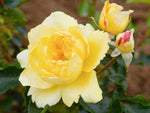 Limesgold - Bodendeckerrose