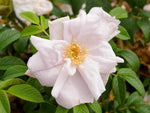 Wild Goose Rugosa - Kartoffelrose Strauchrose