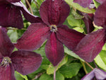 Black Prince - Clematis viticella - Ital. Waldrebe