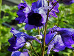 Rittersporn 'Black Knight'
