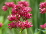 Spornblume