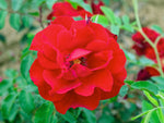 Roter Korsar - Strauchrose