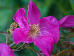 Mariae Graebnerae - Virginiarose Wildrose Str.