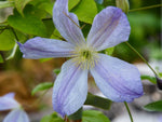Dutch Sky - Clematis jackmanii - Waldrebe