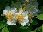 Johannas Fließgold - Kletterrose Rambler