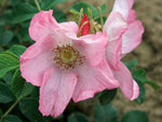 Dagmar Hastrup Rugosa - Kartoffelrose Strauchrose