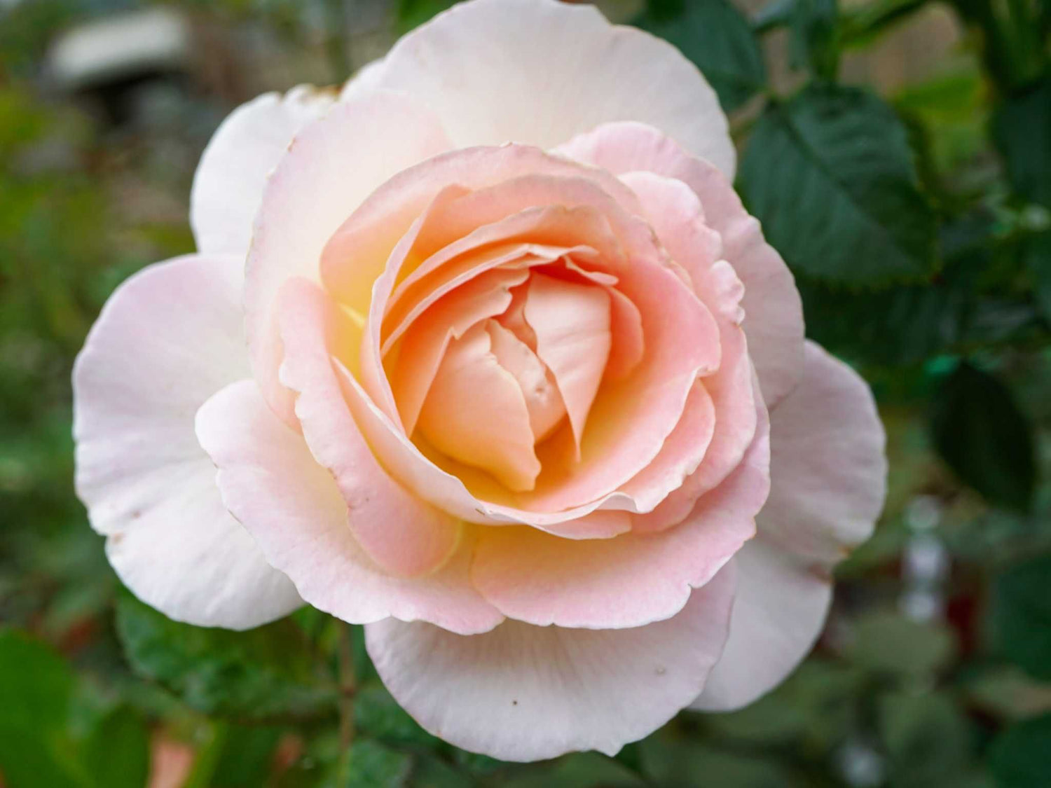 Prins Alexander - Edelrose