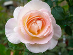 Prins Alexander - Edelrose
