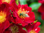 Bienenweide Dunkelrot - Bodendeckerrose