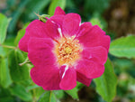Weg der Sinne - Strauchrose